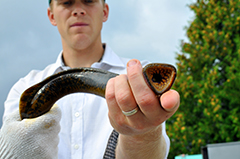 Sea lamprey mouth